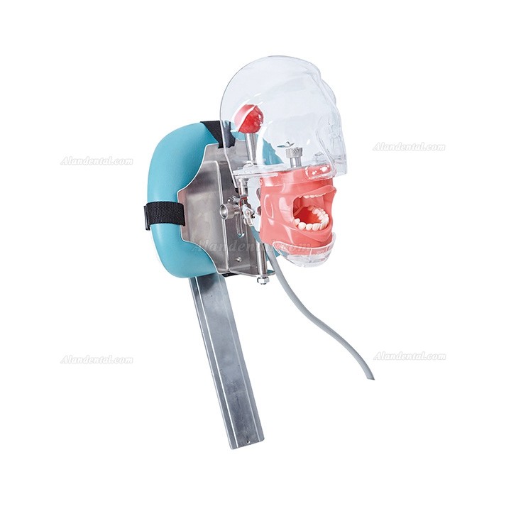 Jingle C6-3 Dental Training Practice Phantom Manikin Head